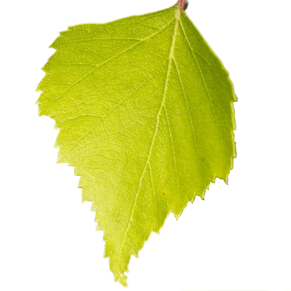 Cocoa Cabin by Skylar WikiScents